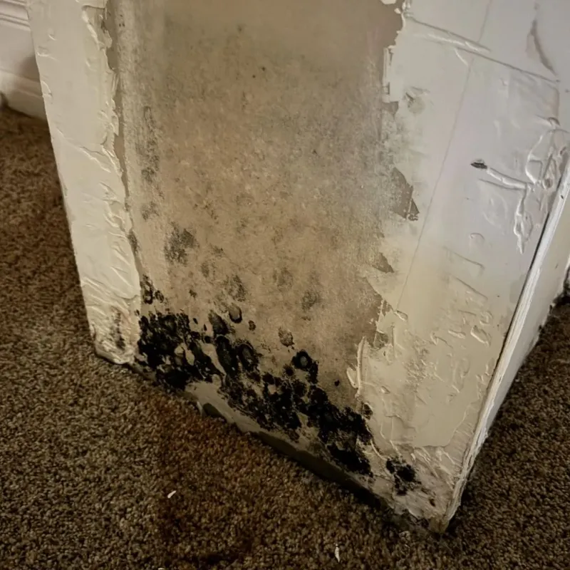 Professional Mold Removal in Tippah County, MS